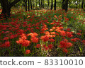 Amaryllis in the sunlight through the trees 83310010