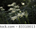 Mandarin saixa 83310013