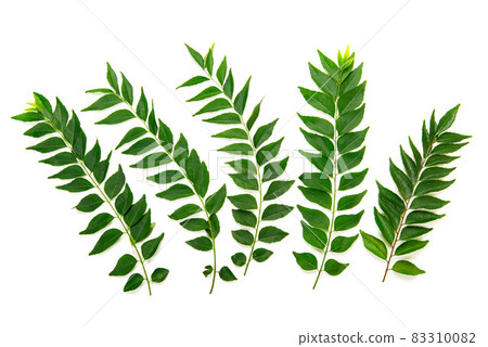Raw curry leaf leaves Raw curry leaf leaves 83310082