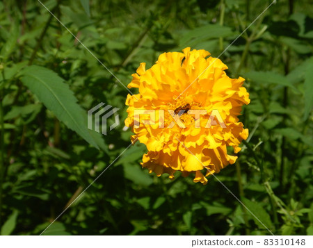 Marigold Marigold 83310148