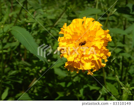 Marigold Marigold 83310149
