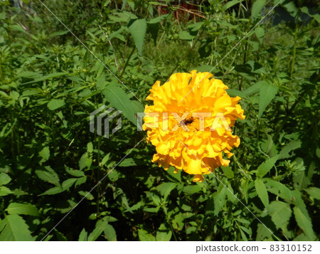 Marigold Marigold 83310152