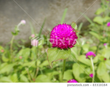 仙石罕見的射擊 仙石罕見的射擊 83310164