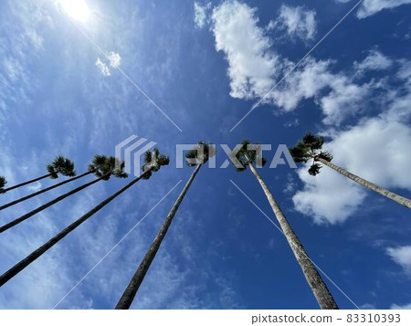 Palm trees and blue sky 83310393