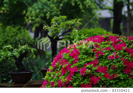 Azalea of Japanese garden 83310421