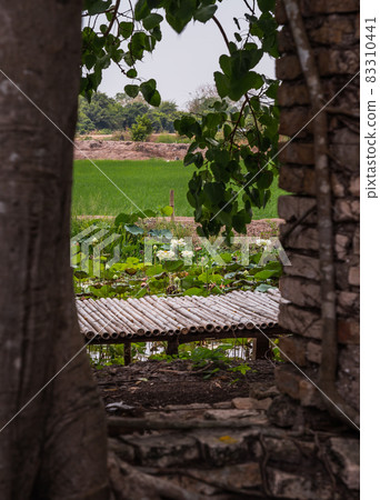 Bamboo bridge over the white lotus field Looking through the old red brick walls and old big tree. Bamboo bridge over the white lotus field Looking through the old red brick walls and old big tree. 83310441