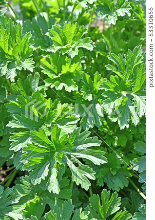 植物：Mehadipisaceae 83310656