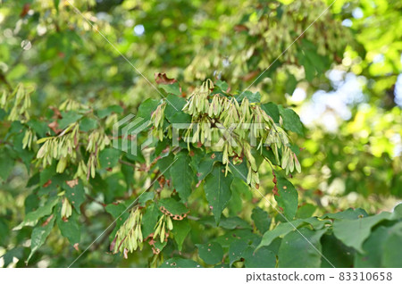 Tree: Fraxinus lanuginosa, Oleaceae 83310658