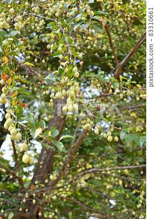 樹:Ekonoki Egonomaceae 樹:Ekonoki Egonomaceae 83310661