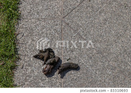 Dog feces dry on the ground street. dog on floor. Dog feces dry on the ground street. dog on floor. 83310693