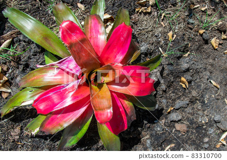Beautiful shape Neoregelia Carolinae for decoration in garden. Beautiful shape Neoregelia Carolinae for decoration in garden. 83310700