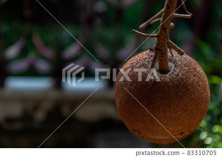 Close up of A cannon ball tree and cannon fruit. Close up of A cannon ball tree and cannon fruit. 83310705