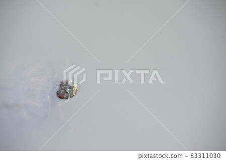 海龜從水面伸出 83311030