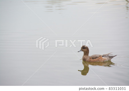 Waterfowl swimming leisurely in the pond 83311031