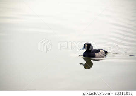 Waterfowl swimming on the water 83311032