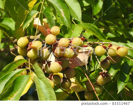 Mukuroji fruit 83311467