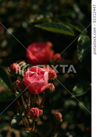 Rose in full bloom Leonie Lamesch 83312447