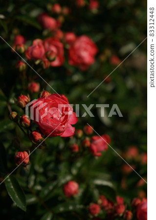 Rose in full bloom Leonie Lamesch 83312448