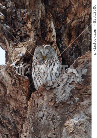 Wild bird Ezo owl Winter owl 83312506