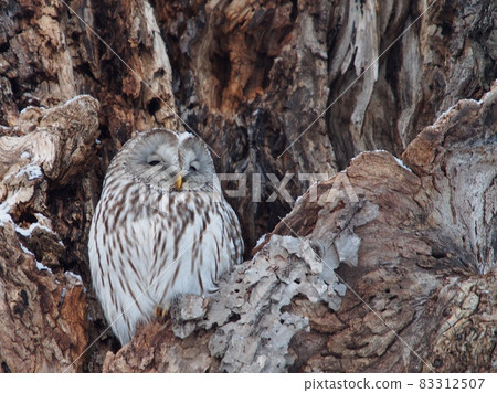 Wild bird Ezo owl Winter owl 83312507