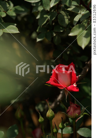 Red rose in full bloom Love 83312696