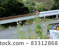 Cosmos flowers that grow naturally on the side of the road (pink) 83312868