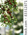 Jujube fruit that turns red 83312871