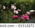 Cosmos flowers wrapped in soft light (pink) 83312872