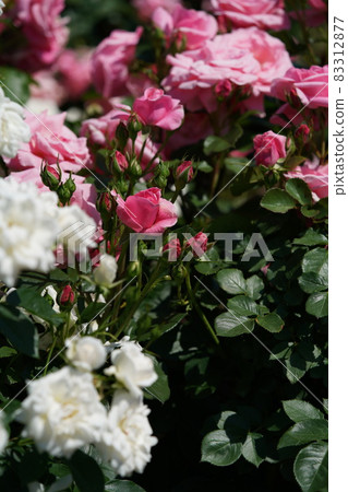 Rose in full bloom Magali 83312877