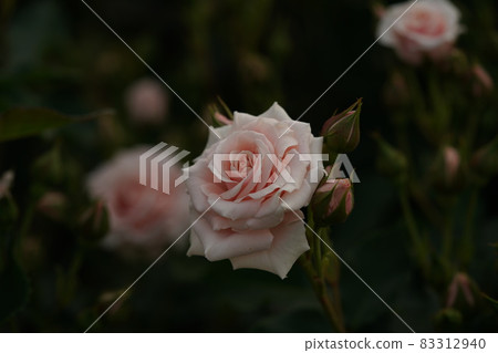 Rose in full bloom Majolika 83312940