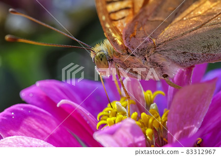 colorful butterfly  83312967