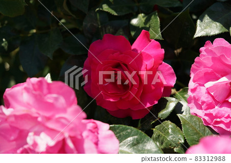Red rose in full bloom Manou Meilland Red rose in full bloom Manou Meilland 83312988