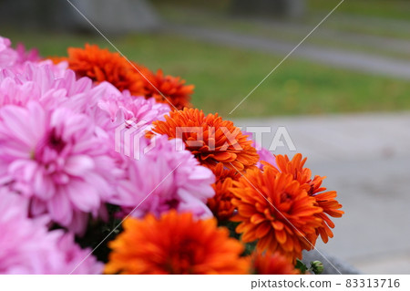 Chrysanthemum Chrysanthemum 83313716