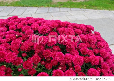 Chrysanthemum Chrysanthemum 83313780