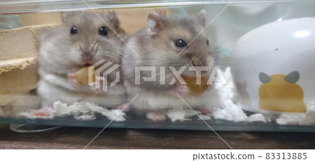 好倉鼠餐 83313885