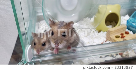 乞求一頓好的倉鼠餐 83313887