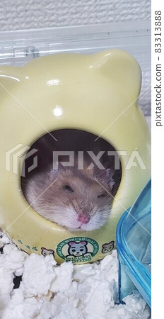 倉鼠打ze睡 83313888