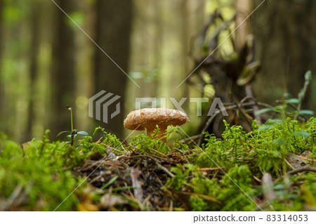 Coral milky cap mushroom grows in wild summer forest 83314053