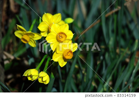 Fragrant winter flowers Fragrant winter flowers 83314159