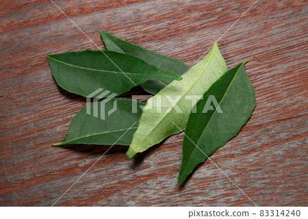 Raw curry leaf leaves Raw curry leaf leaves 83314240