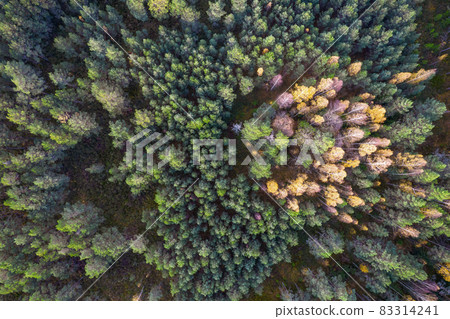 Directly above aerial drone full frame shot of green emerald pine forests and yellow foliage groves with beautiful texture of treetops. Beautiful fall season scenery. Mountains in autumn golden colors Directly above aerial drone full frame shot of green emerald pine forests and yellow foliage groves with beautiful texture of treetops. Beautiful fall season scenery. Mountains in autumn golden colors 83314241
