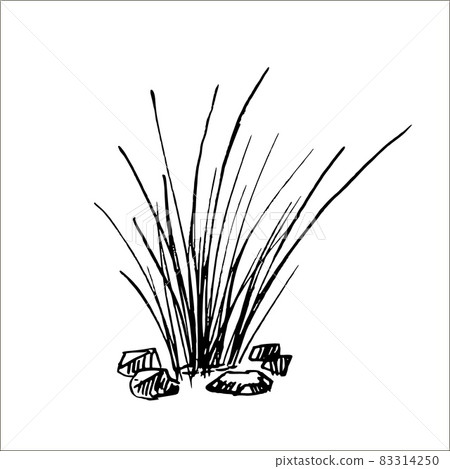 Bahama grass isolated on white background. Retro silhouette african grass. Vintage savannah in engraving. 83314250