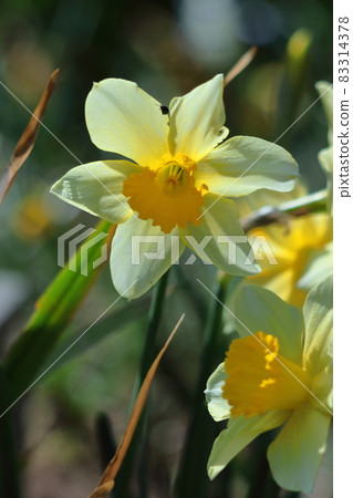 芬芳的冬花 83314378