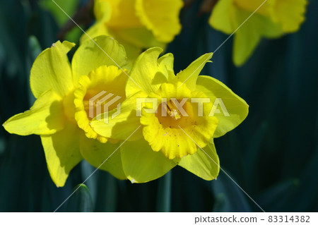 芬芳的冬花 83314382