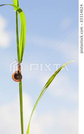 Snail, grass and sky 83314624