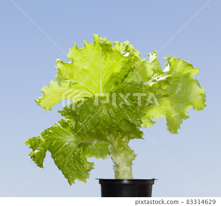 Lettuce growing in pot 83314629
