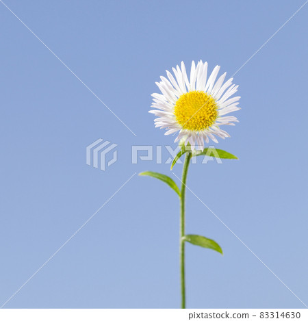 Erigeron annuus single flower Erigeron annuus single flower 83314630