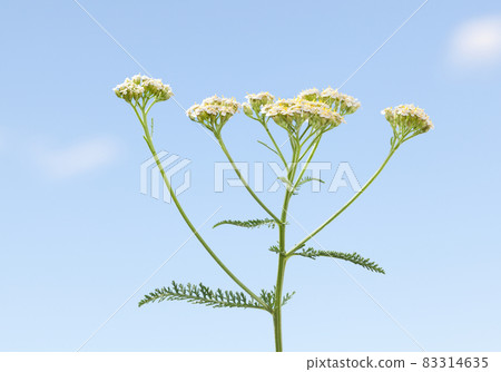 Blooming on meadow yarrow 83314635