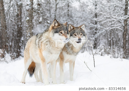 Two beautiful wolves in cold snowy winter forest 83314656