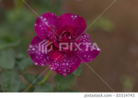 Red-purple rose with beautiful water droplets (Intrigue) Red-purple rose with beautiful water droplets (Intrigue) 83314743